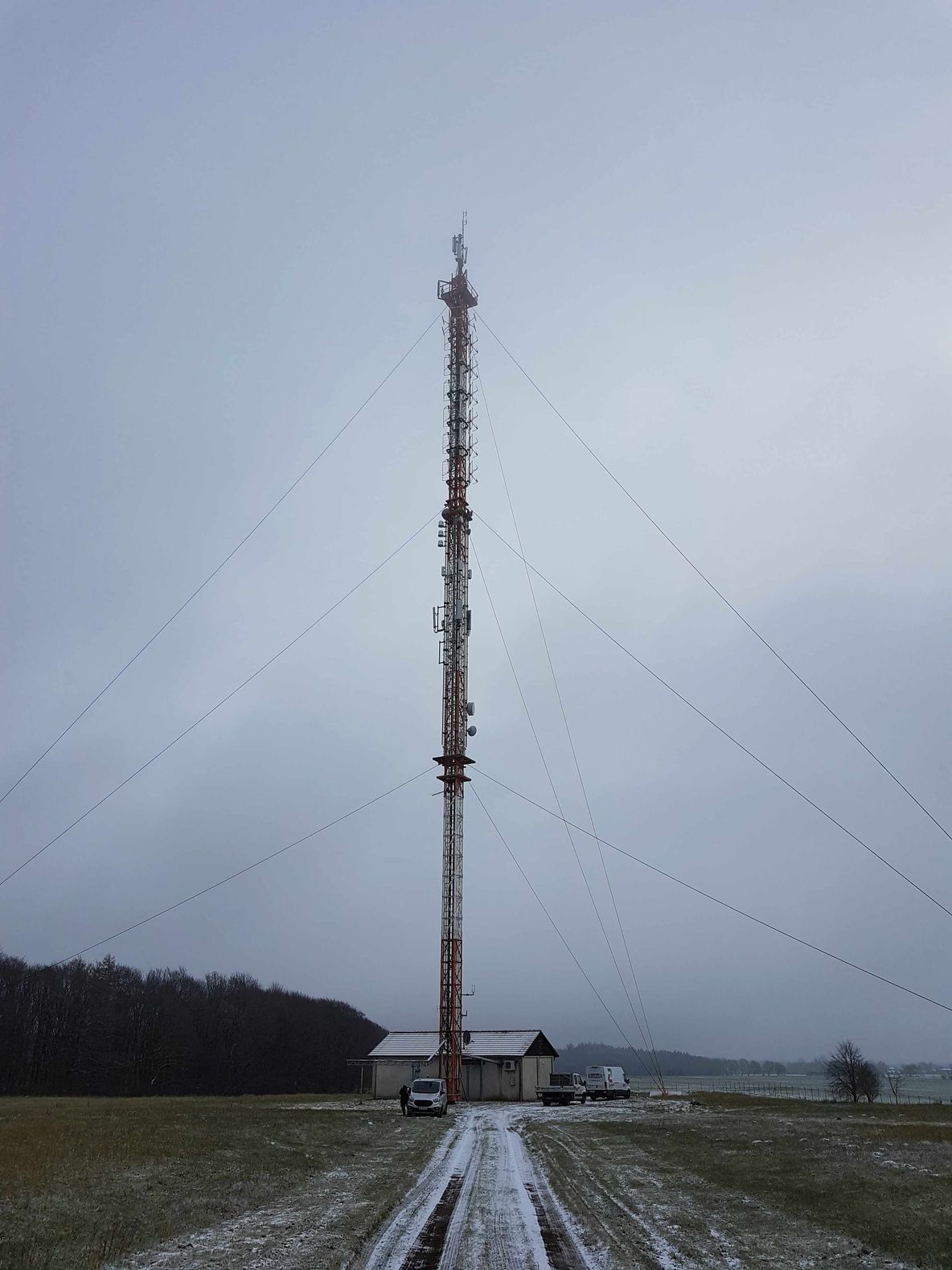 A curious panda exploring its surroundings