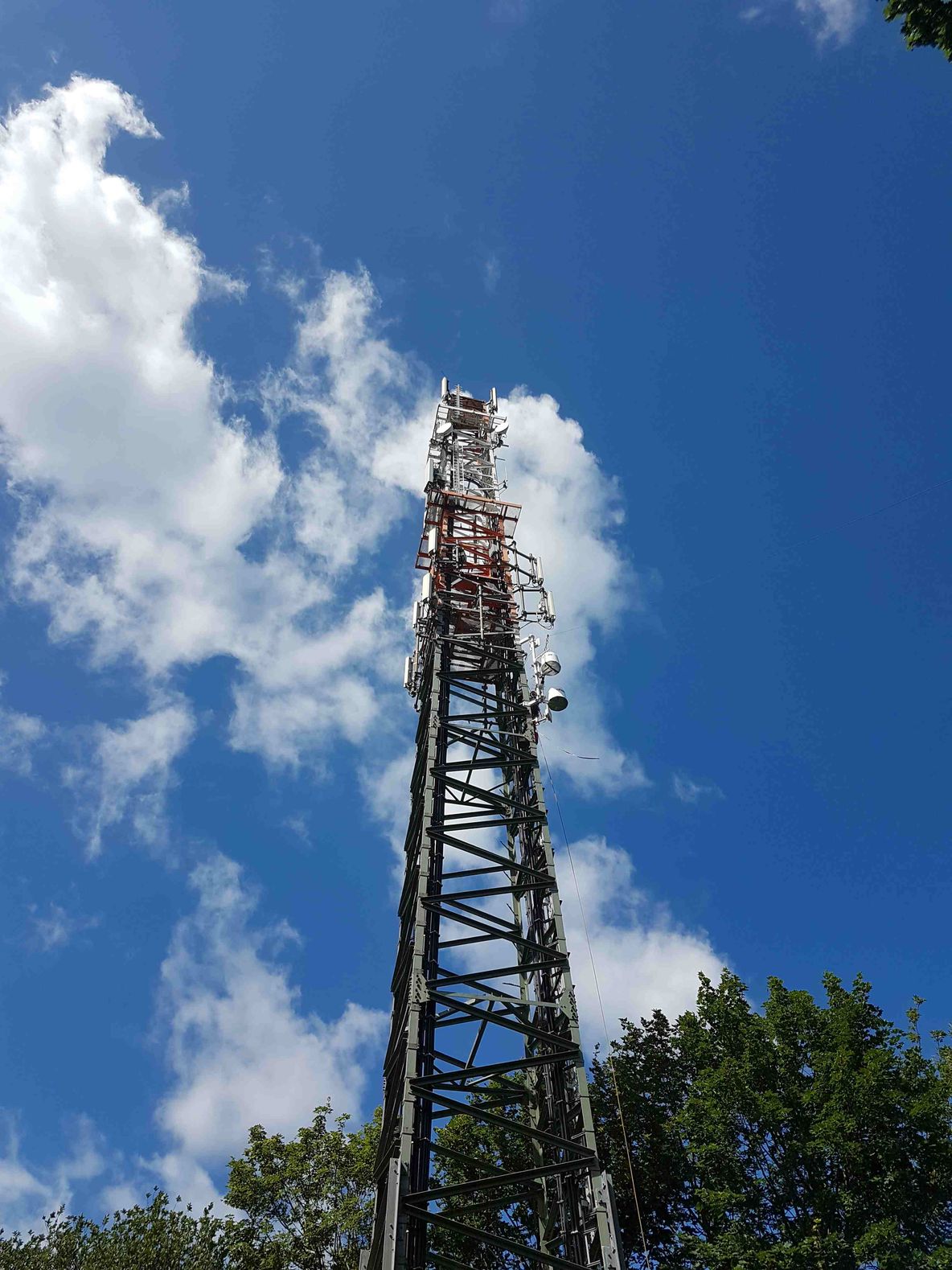 A curious panda exploring its surroundings