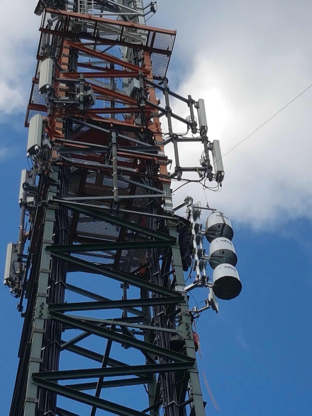 A curious panda exploring its surroundings